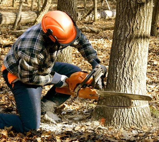 Tree Removal in East Hampstead, NH
